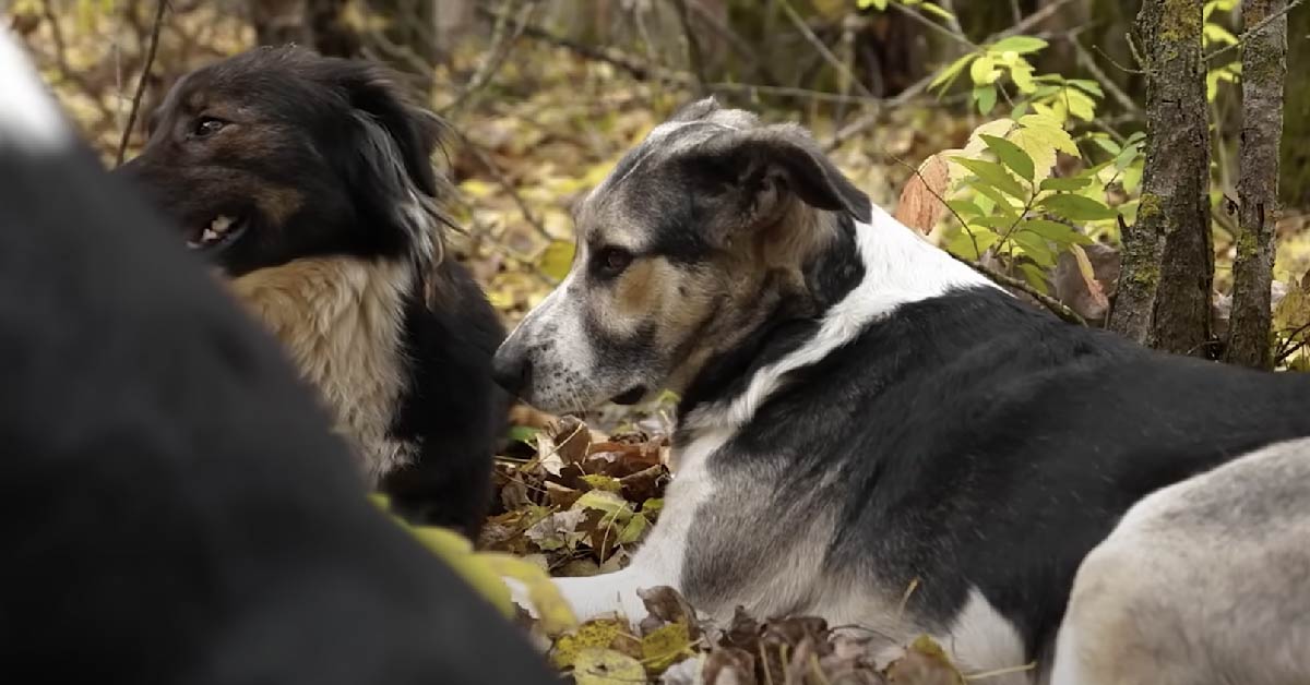 Thanks to the 1986 Chernobyl disaster, we now have the world's rarest dogs... - Revolver News